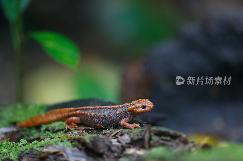 动物:成年喜马拉雅蝾螈(Tylototriton verrucosus)，也被称为鳄鱼蝾螈、鳄鱼蝾螈、喜马拉雅蝾螈和红节蝾螈。